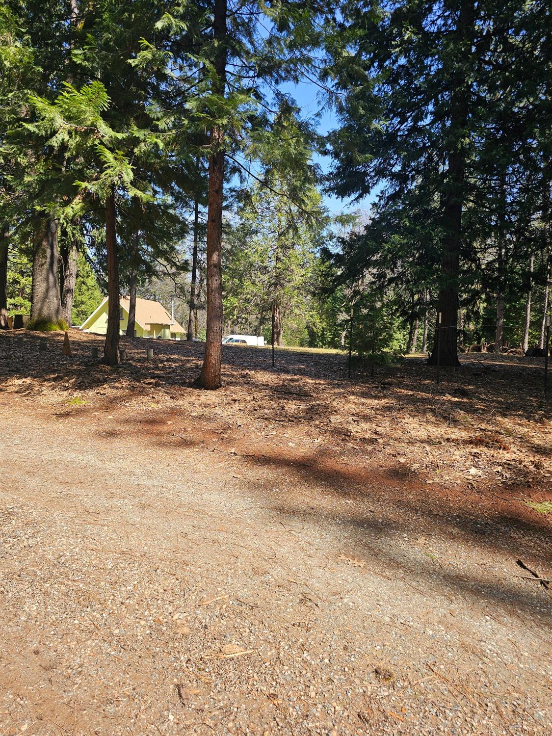 19344 Louis Road Grass Valley, CA 95945 - Photo 14 of 54 a view of a yard with a tree
