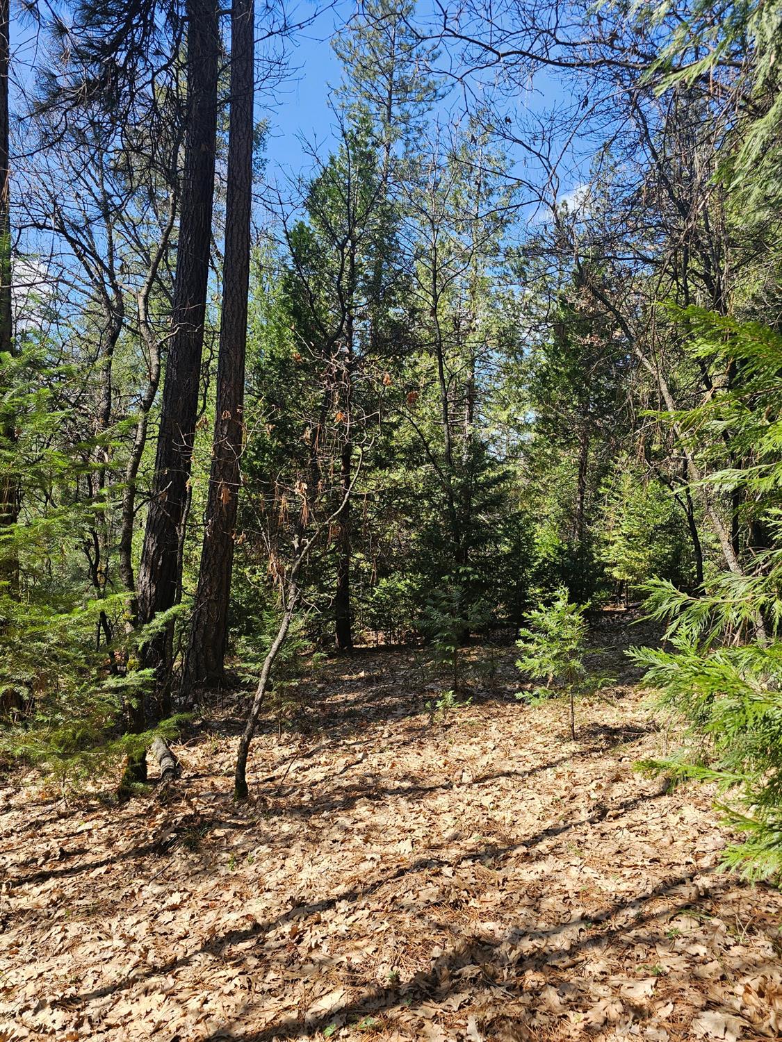 19344 Louis Road Grass Valley, CA 95945 - Photo 15 of 54 a view of a yard with plants and trees