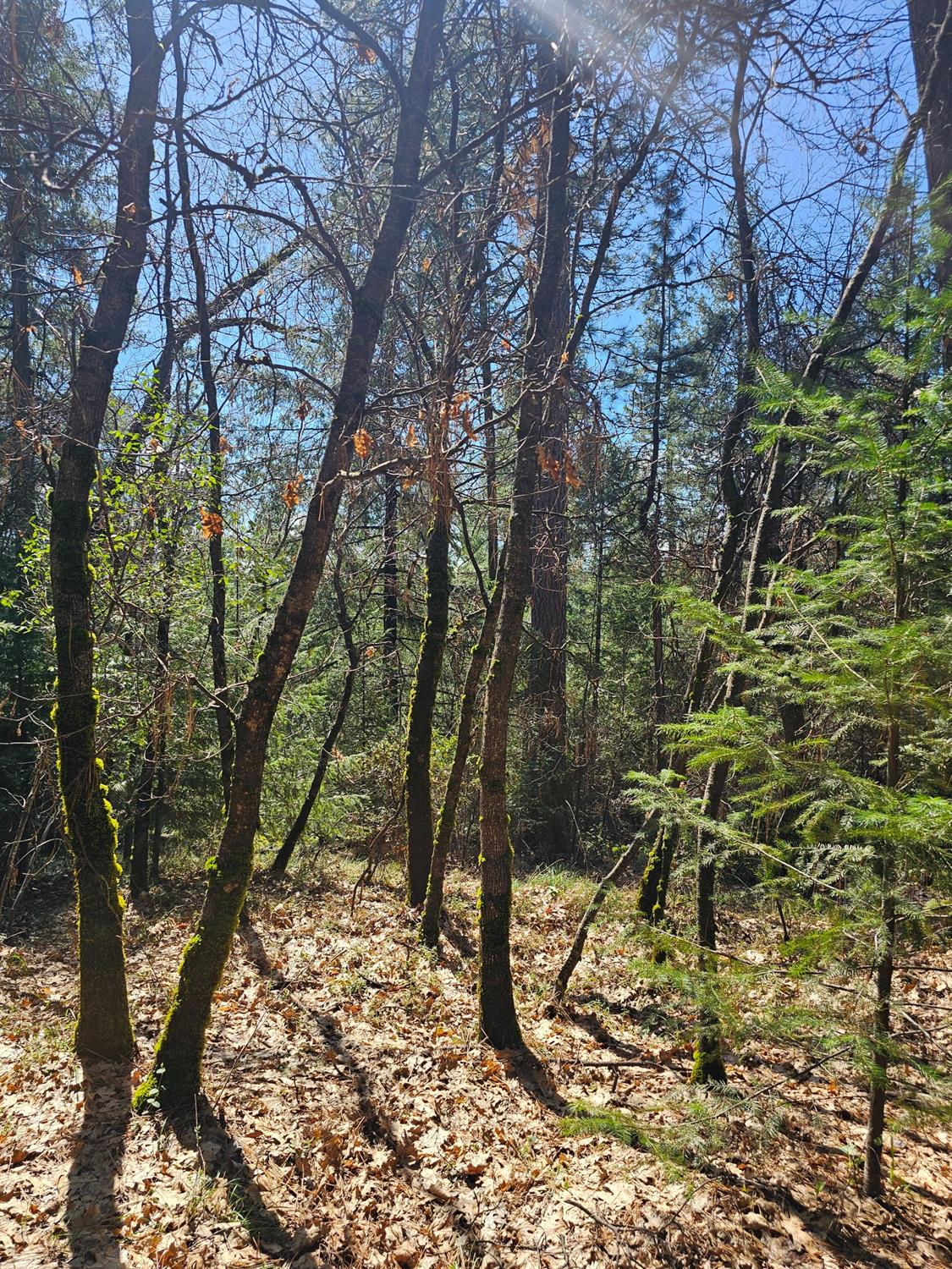 19344 Louis Road Grass Valley, CA 95945 - Photo 16 of 54