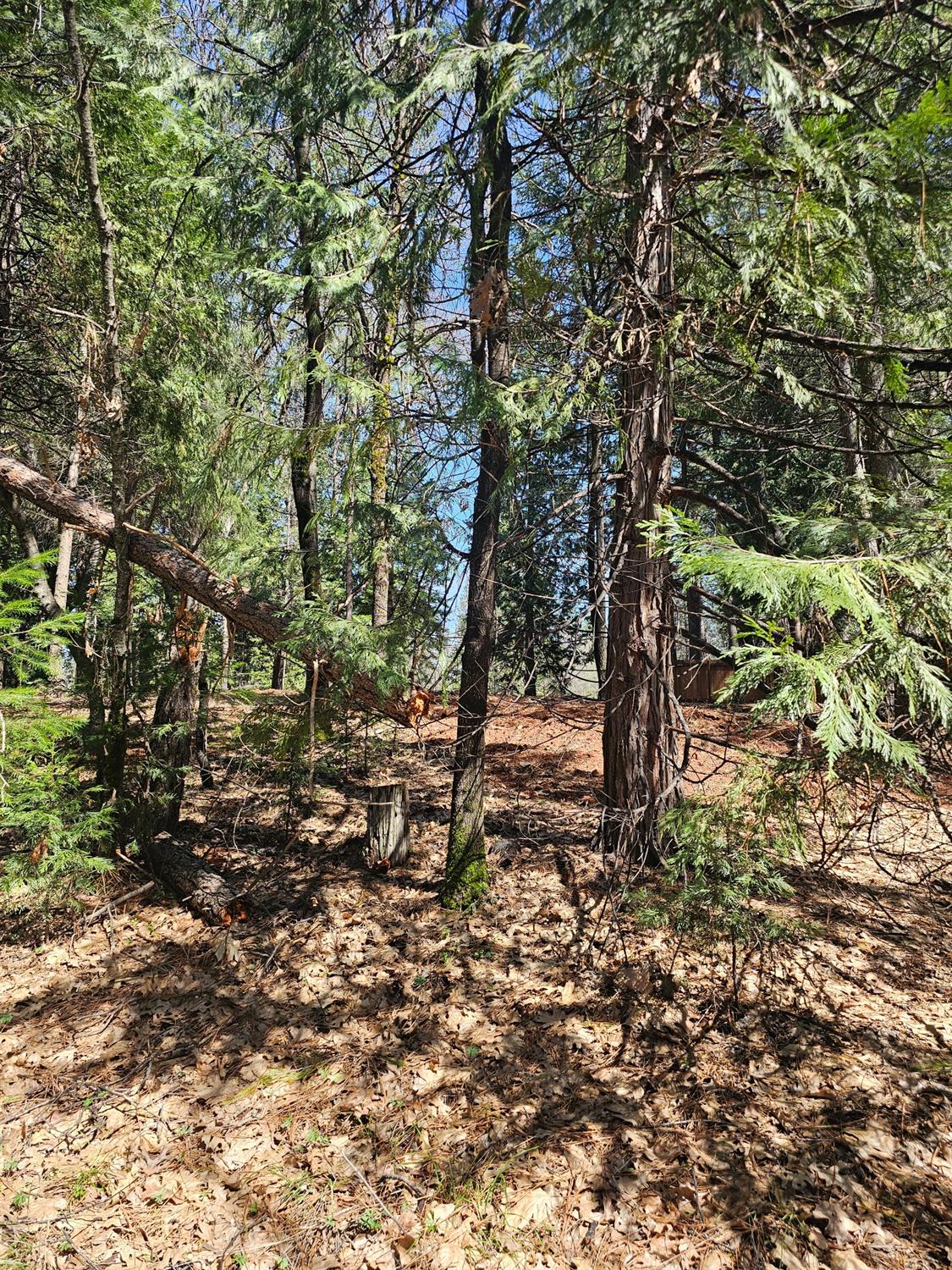 19344 Louis Road Grass Valley, CA 95945 - Photo 17 of 54 a big yard with lots of green space