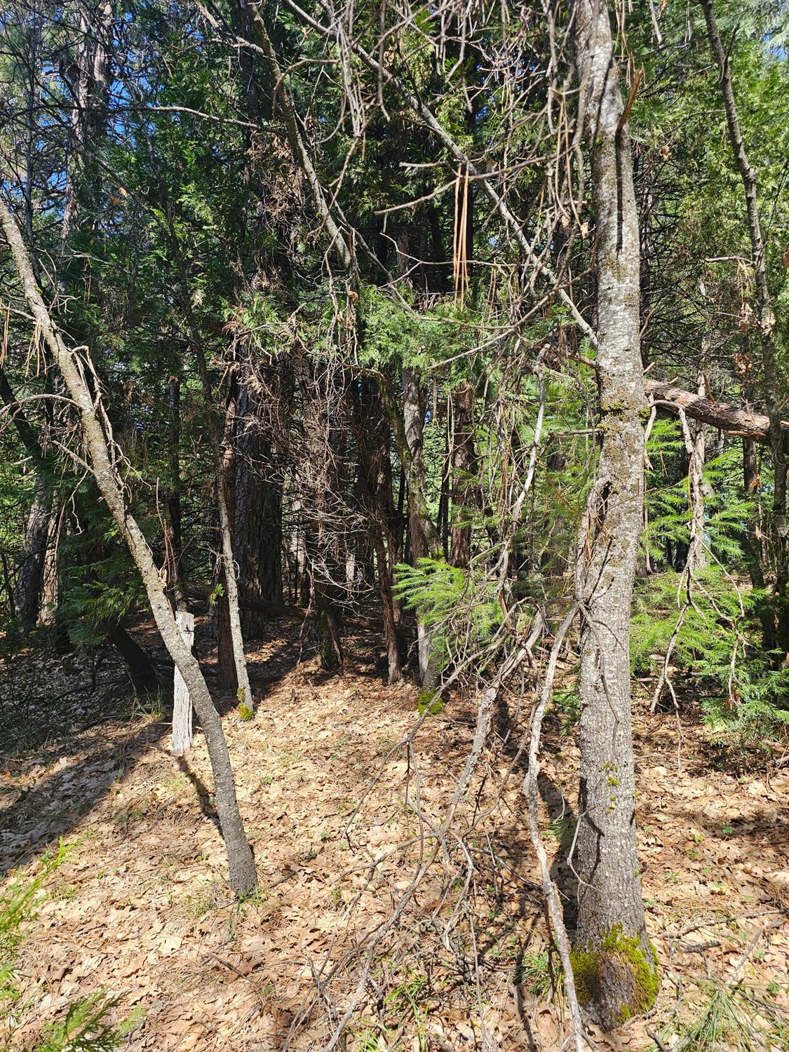 19344 Louis Road Grass Valley, CA 95945 - Photo 18 of 54 a view of a yard with plants and trees