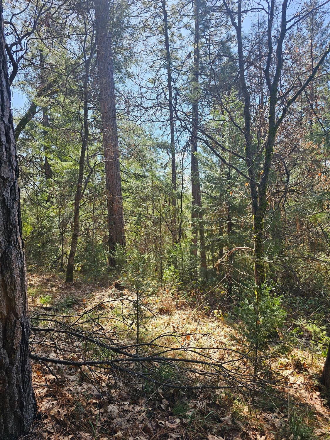 19344 Louis Road Grass Valley, CA 95945 - Photo 19 of 54 a view of a forest