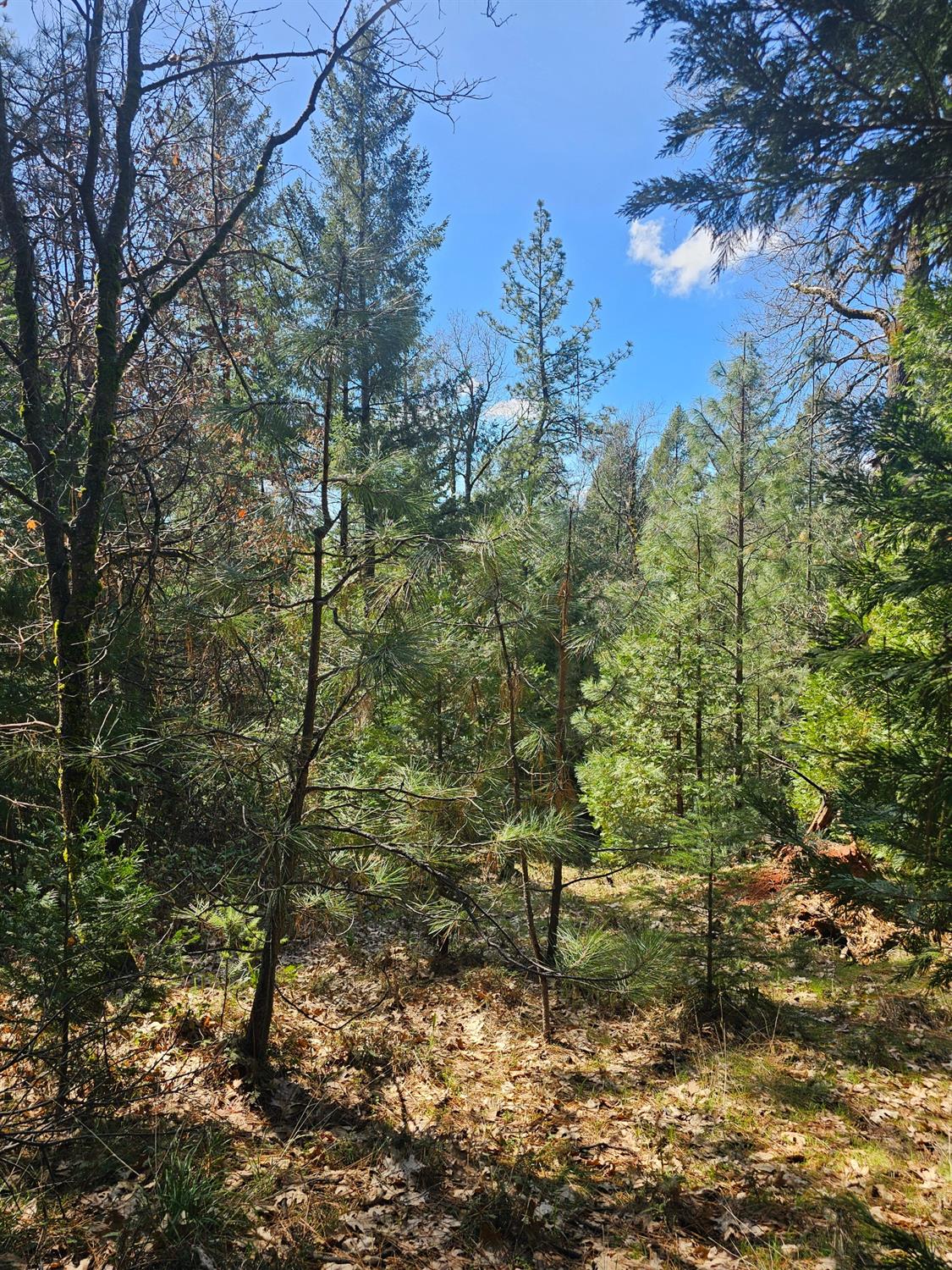 19344 Louis Road Grass Valley, CA 95945 - Photo 20 of 54 a view of a yard with a tree