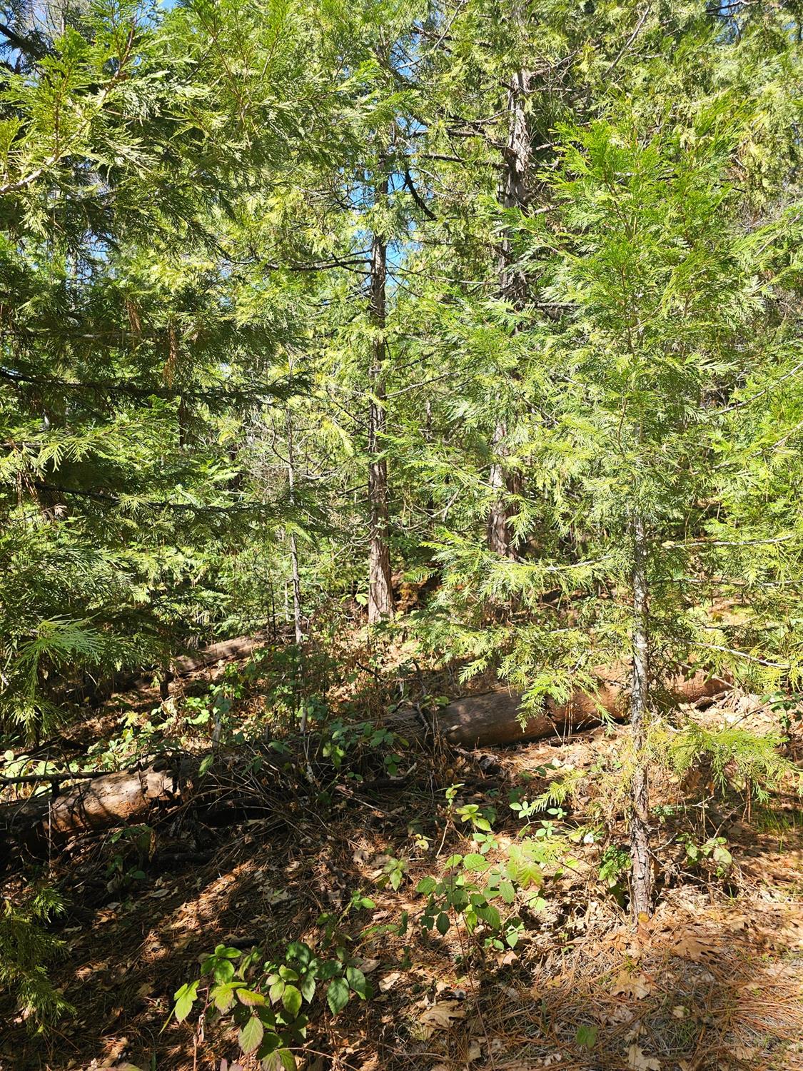 19344 Louis Road Grass Valley, CA 95945 - Photo 21 of 54 a view of a tree