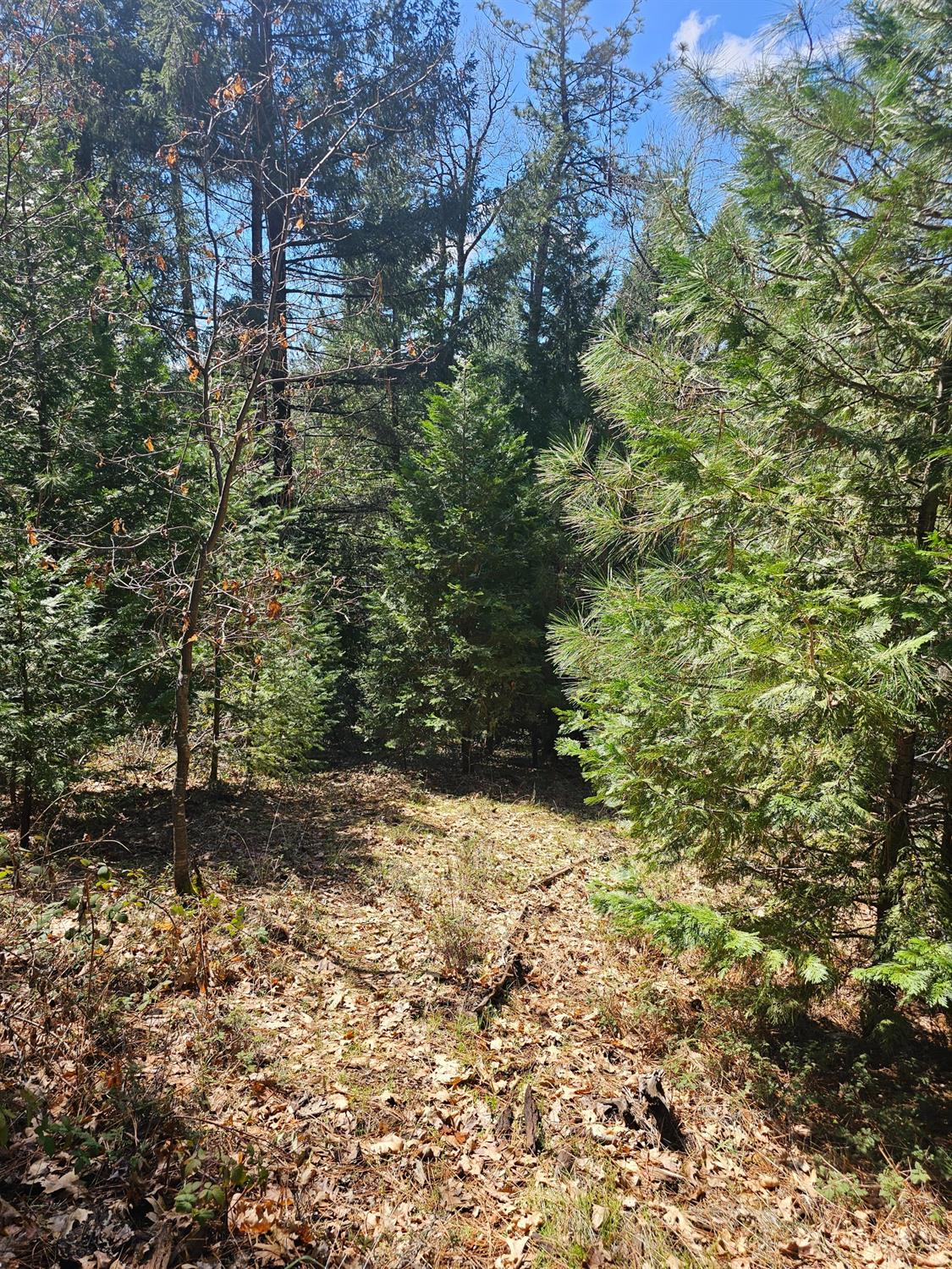 19344 Louis Road Grass Valley, CA 95945 - Photo 22 of 54 a view of a yard with plants and trees