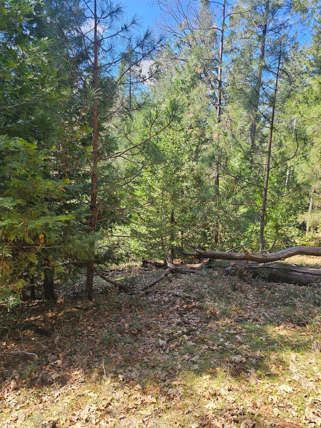 19344 Louis Road Grass Valley, CA 95945 - Photo 23 of 54 a view of a yard with plants and large trees