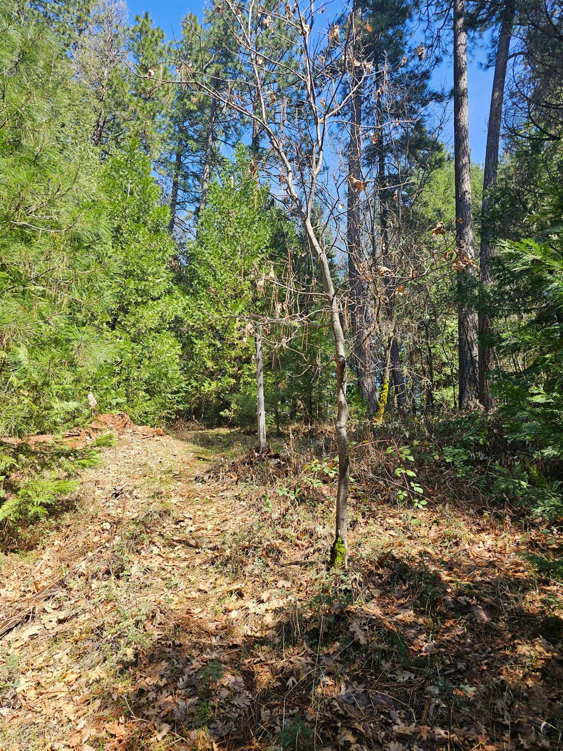 19344 Louis Road Grass Valley, CA 95945 - Photo 24 of 54 a view of a yard with plants and trees