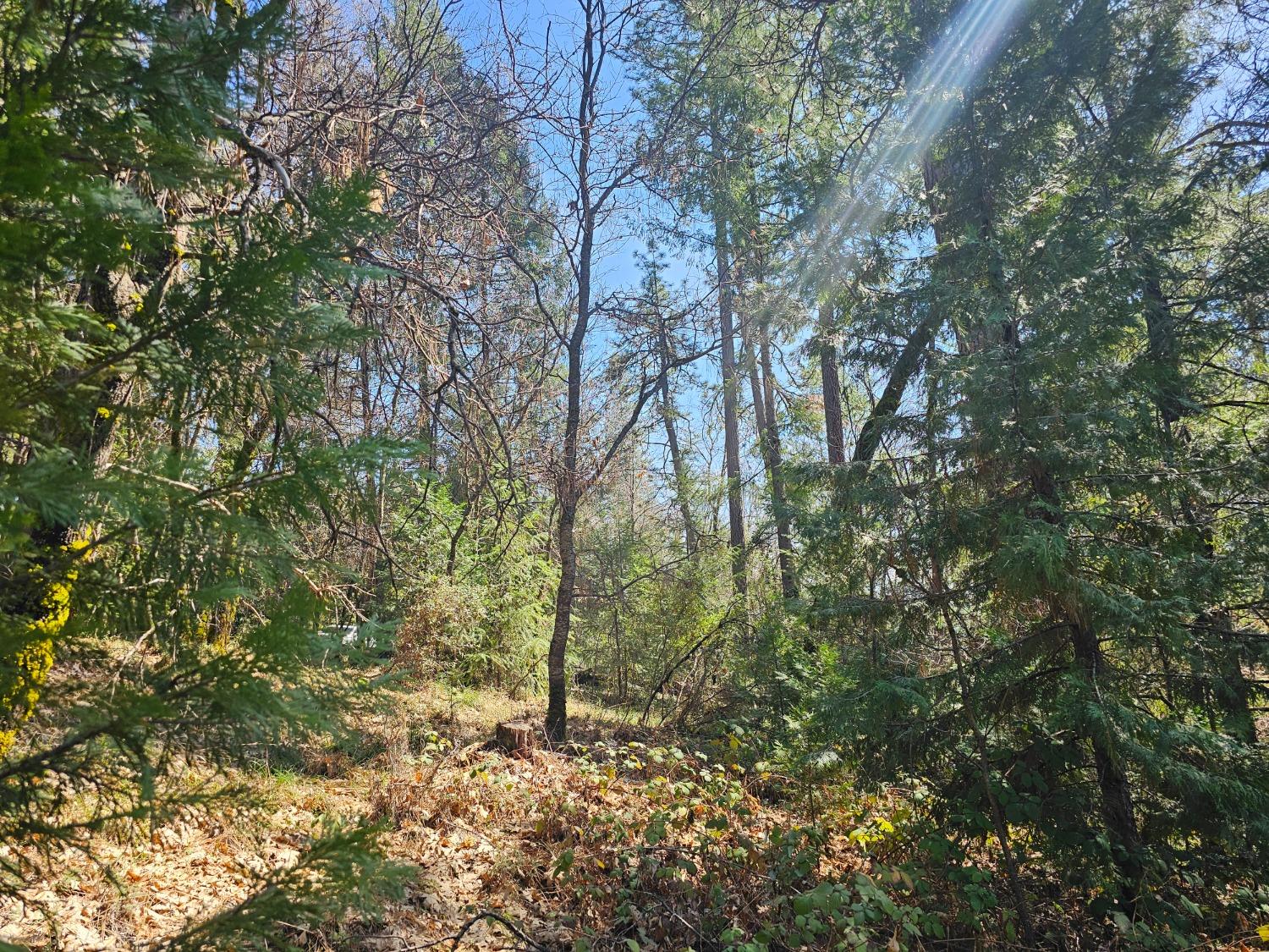 19344 Louis Road Grass Valley, CA 95945 - Photo 26 of 54 a backyard of a house with lots of trees