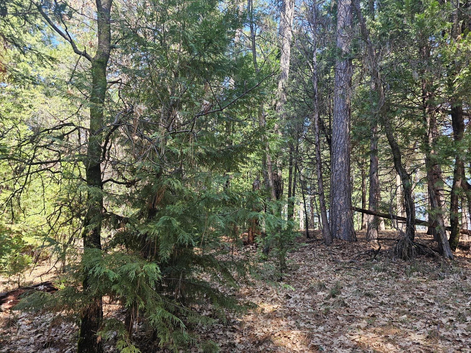 19344 Louis Road Grass Valley, CA 95945 - Photo 27 of 54 a view of outdoor space and trees