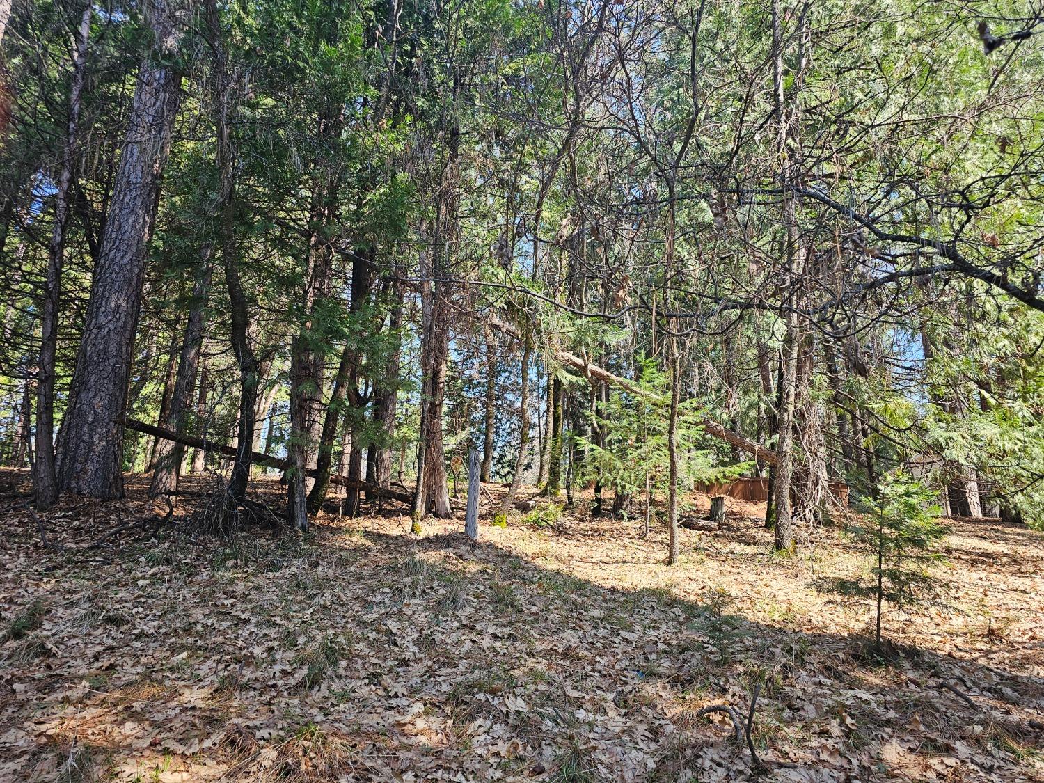 19344 Louis Road Grass Valley, CA 95945 - Photo 28 of 54 a view of outdoor space with trees