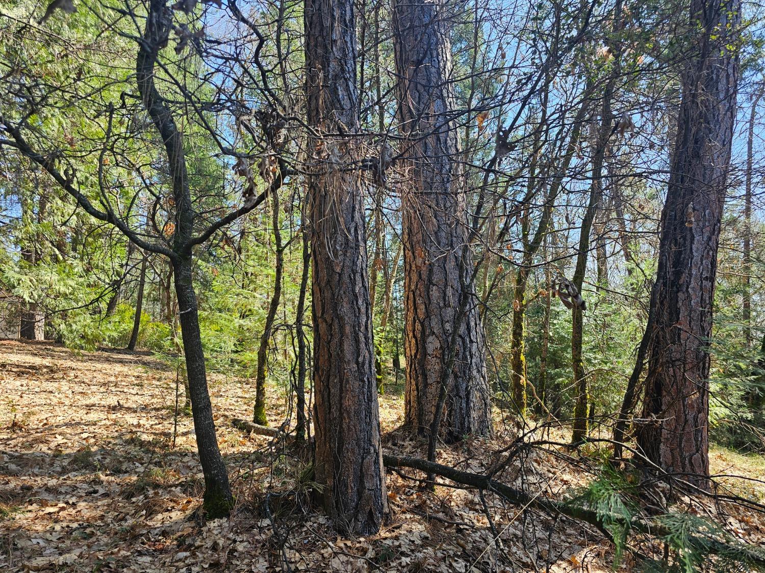 19344 Louis Road Grass Valley, CA 95945 - Photo 29 of 54