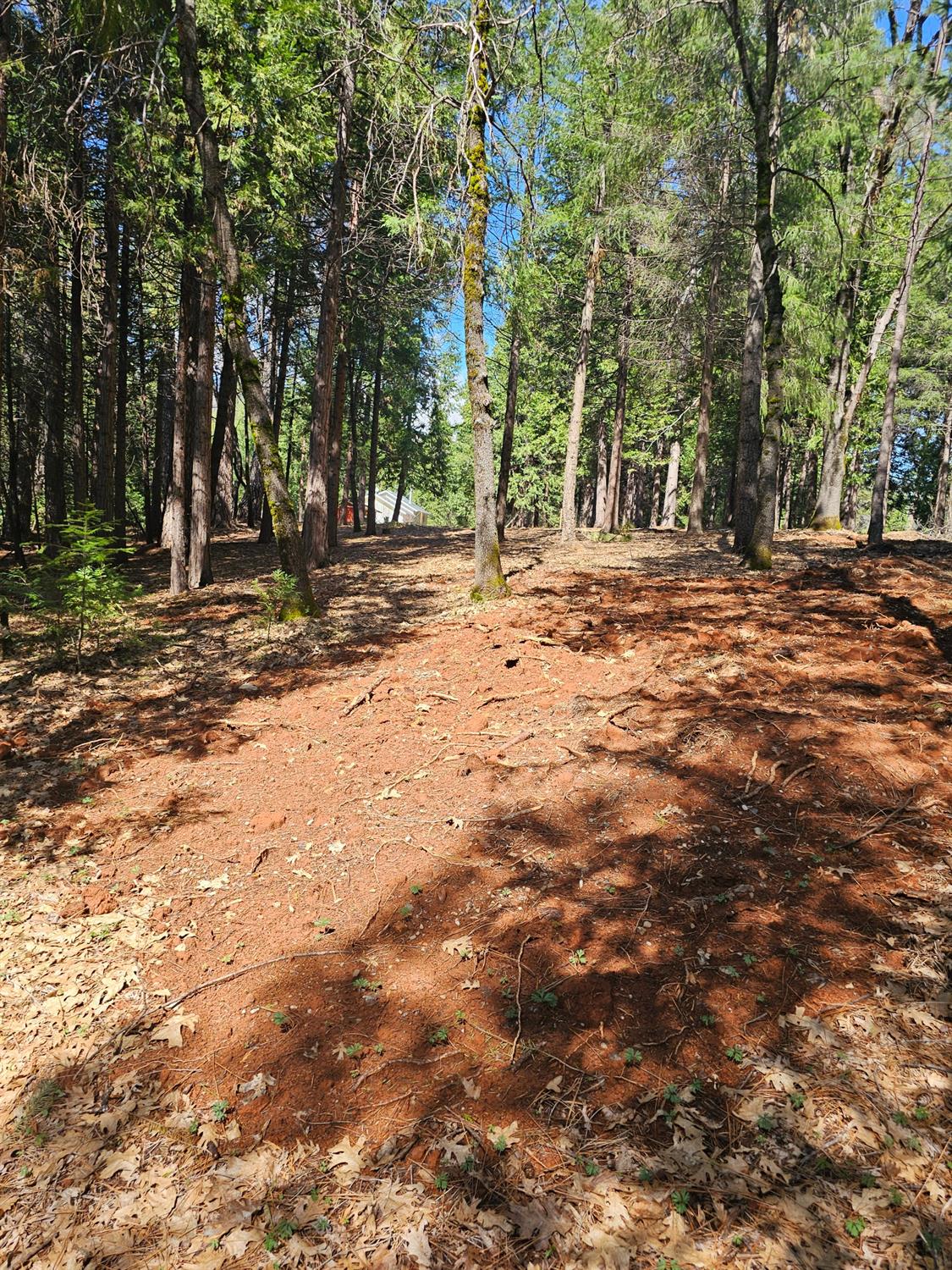 19344 Louis Road Grass Valley, CA 95945 - Photo 30 of 54 a view of outdoor space with trees