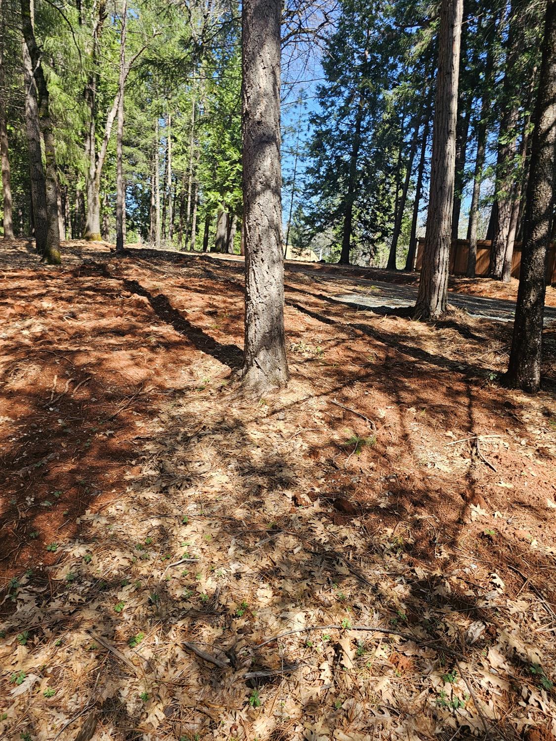 19344 Louis Road Grass Valley, CA 95945 - Photo 31 of 54 a view of a yard with plants and trees