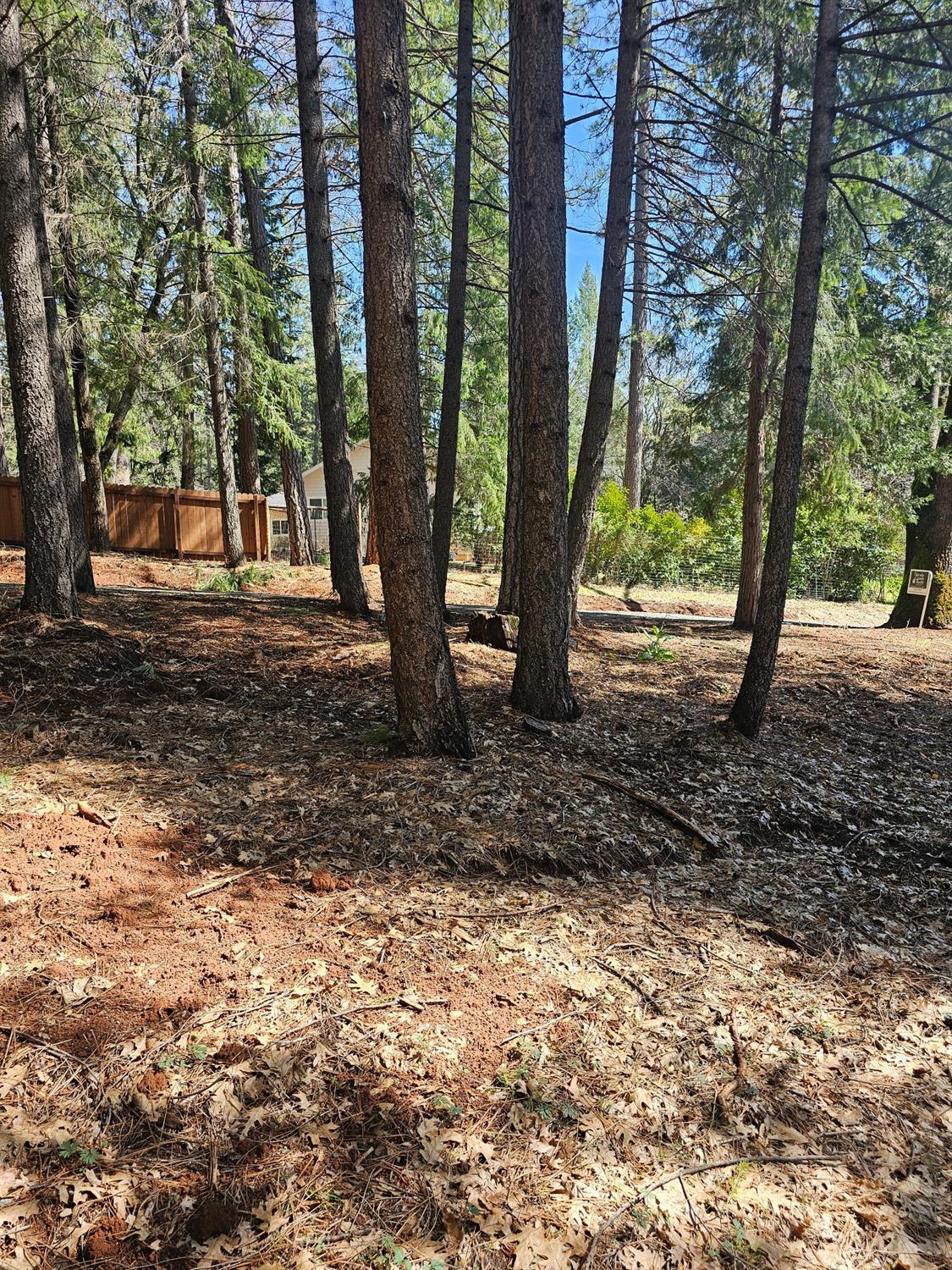 19344 Louis Road Grass Valley, CA 95945 - Photo 32 of 54 a view of a yard with a tree