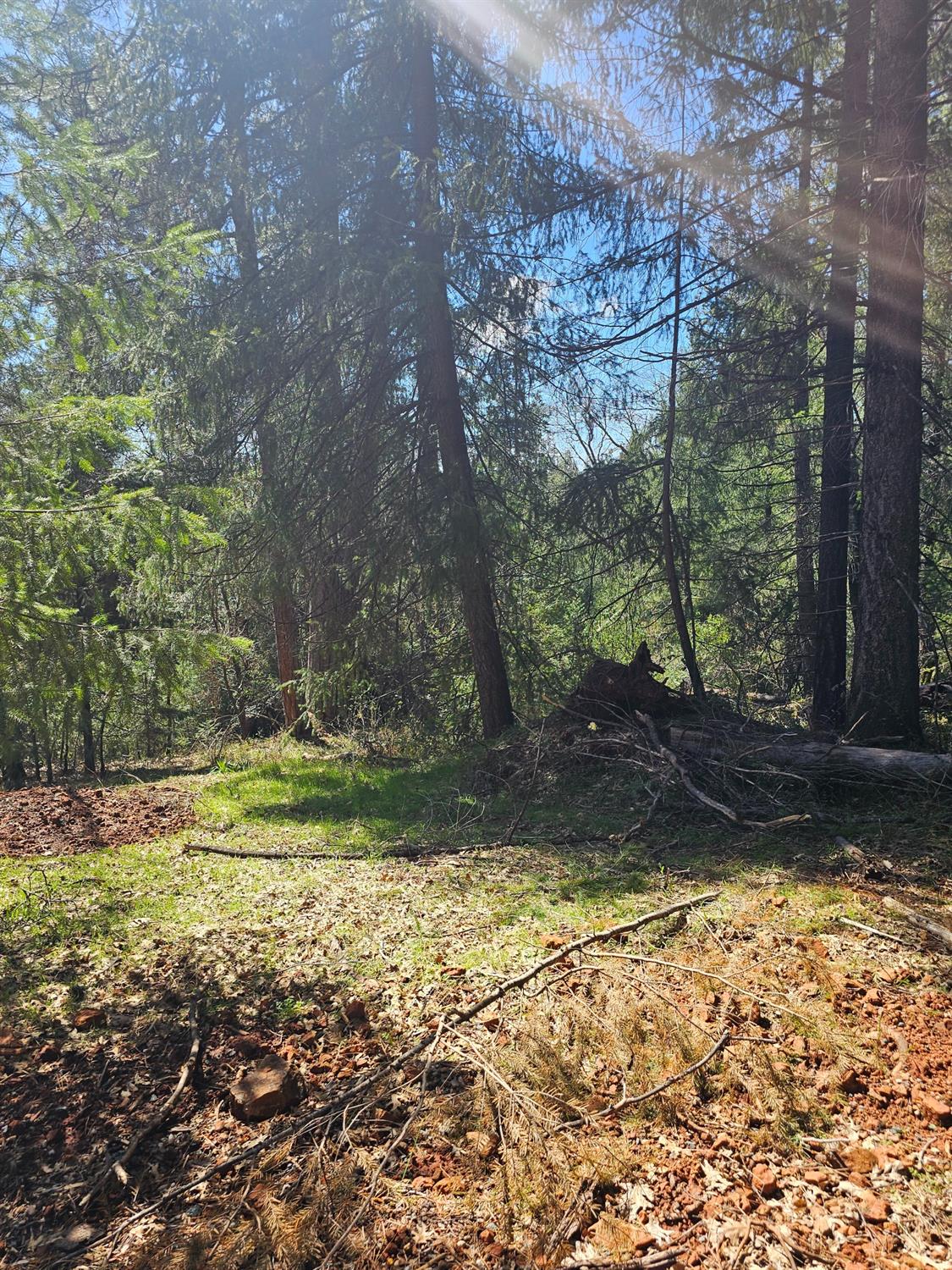 19344 Louis Road Grass Valley, CA 95945 - Photo 33 of 54 a view of a yard with swimming pool