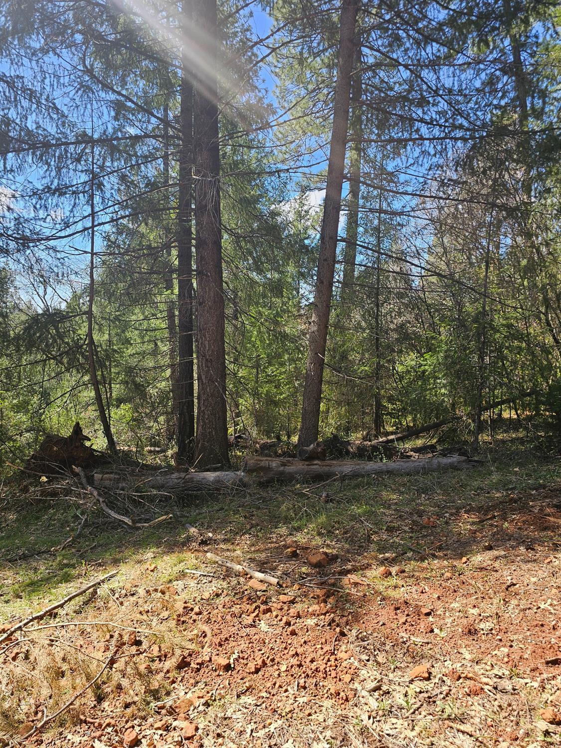 19344 Louis Road Grass Valley, CA 95945 - Photo 34 of 54 a view of a yard with trees in the background