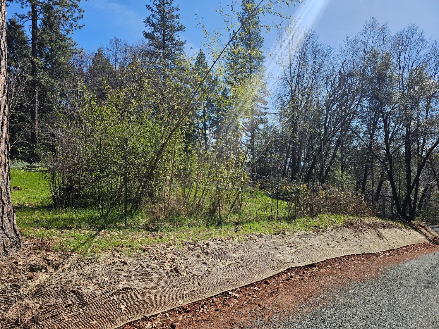 19344 Louis Road Grass Valley, CA 95945 - Photo 36 of 54 a view of a yard with plants and trees