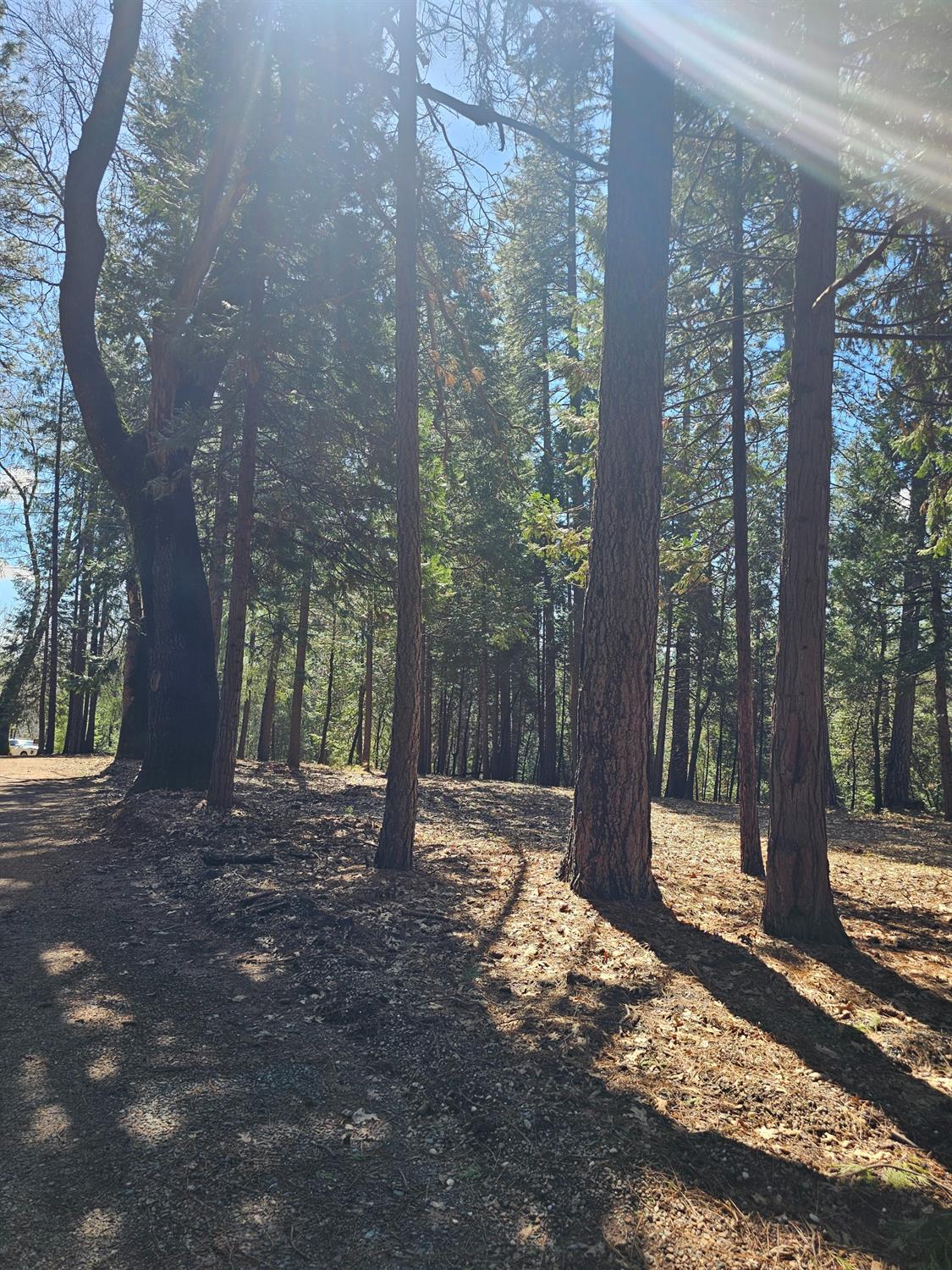19344 Louis Road Grass Valley, CA 95945 - Photo 39 of 54 a view of a yard with large trees