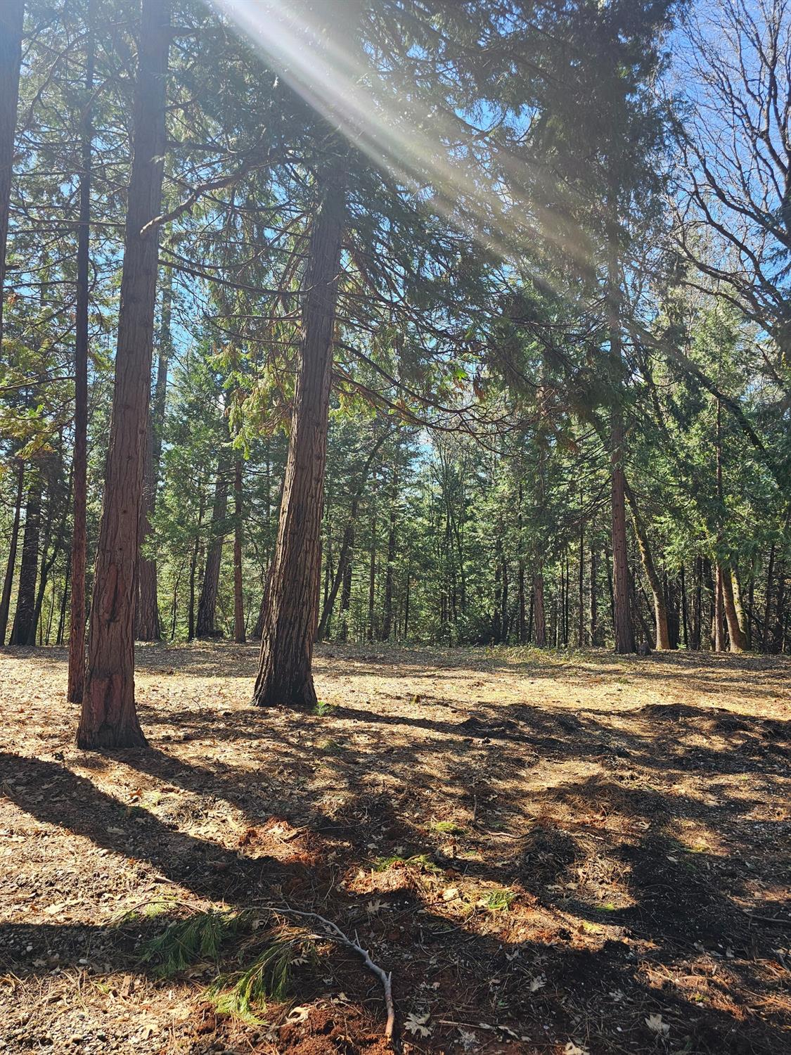 19344 Louis Road Grass Valley, CA 95945 - Photo 40 of 54 a view of outdoor space with trees