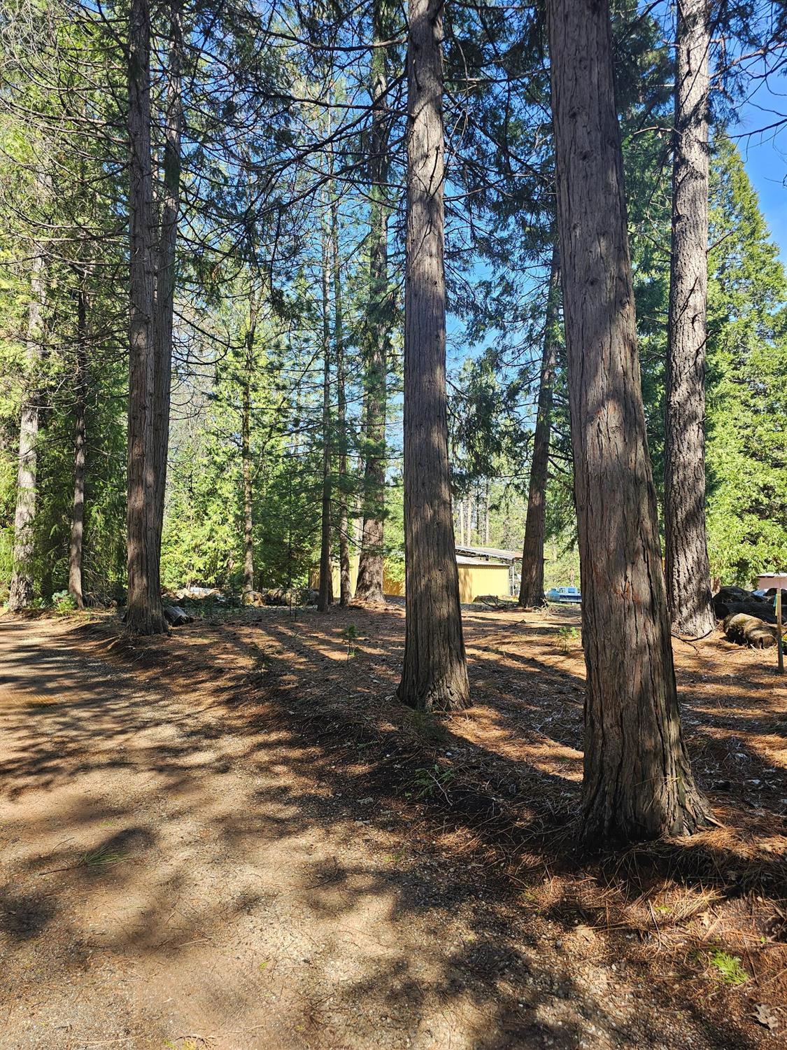 19344 Louis Road Grass Valley, CA 95945 - Photo 43 of 54 a view of a tree in the middle of a forest