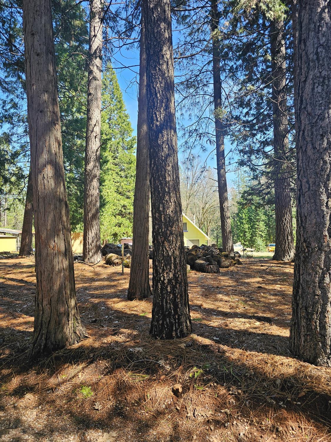 19344 Louis Road Grass Valley, CA 95945 - Photo 44 of 54 a view of a tree in the middle of a yard