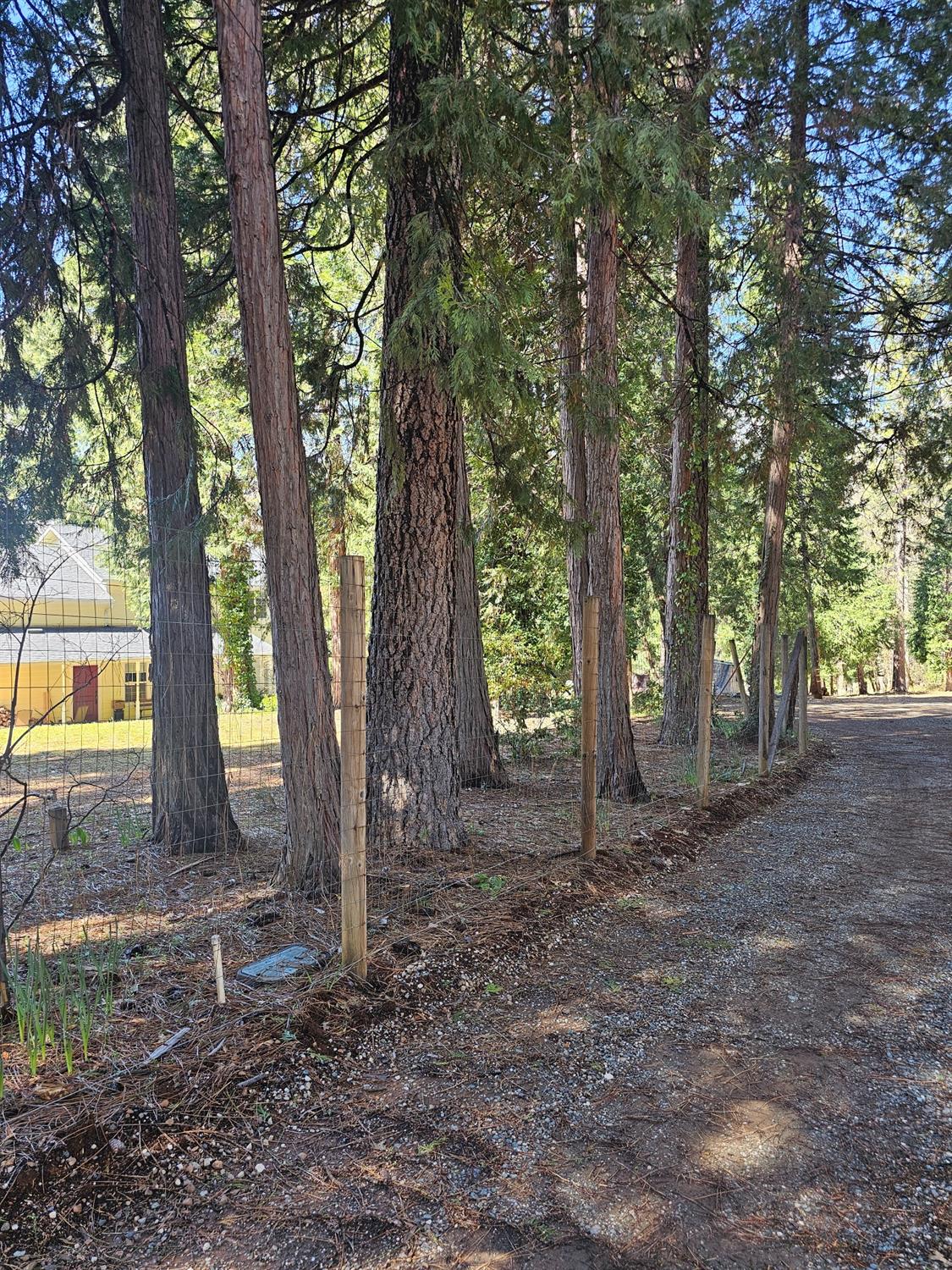 19344 Louis Road Grass Valley, CA 95945 - Photo 45 of 54 a view of a tree in the forest