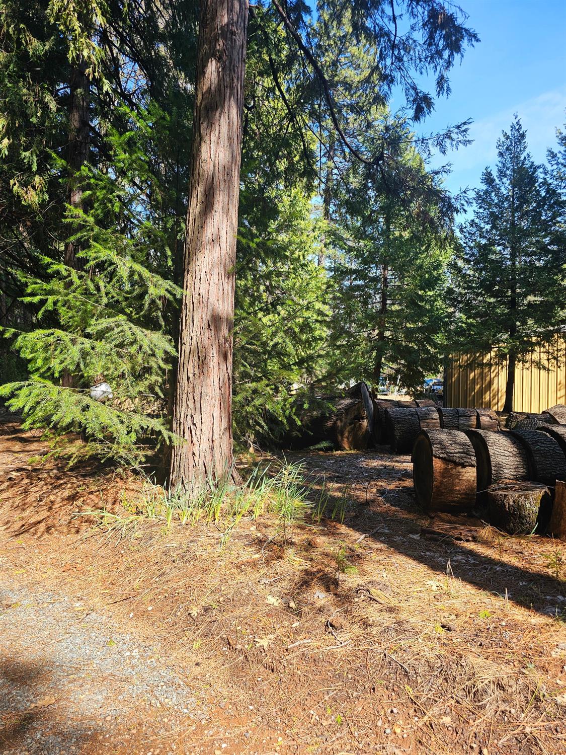 19344 Louis Road Grass Valley, CA 95945 - Photo 47 of 54 a backyard of a house with lots of green space
