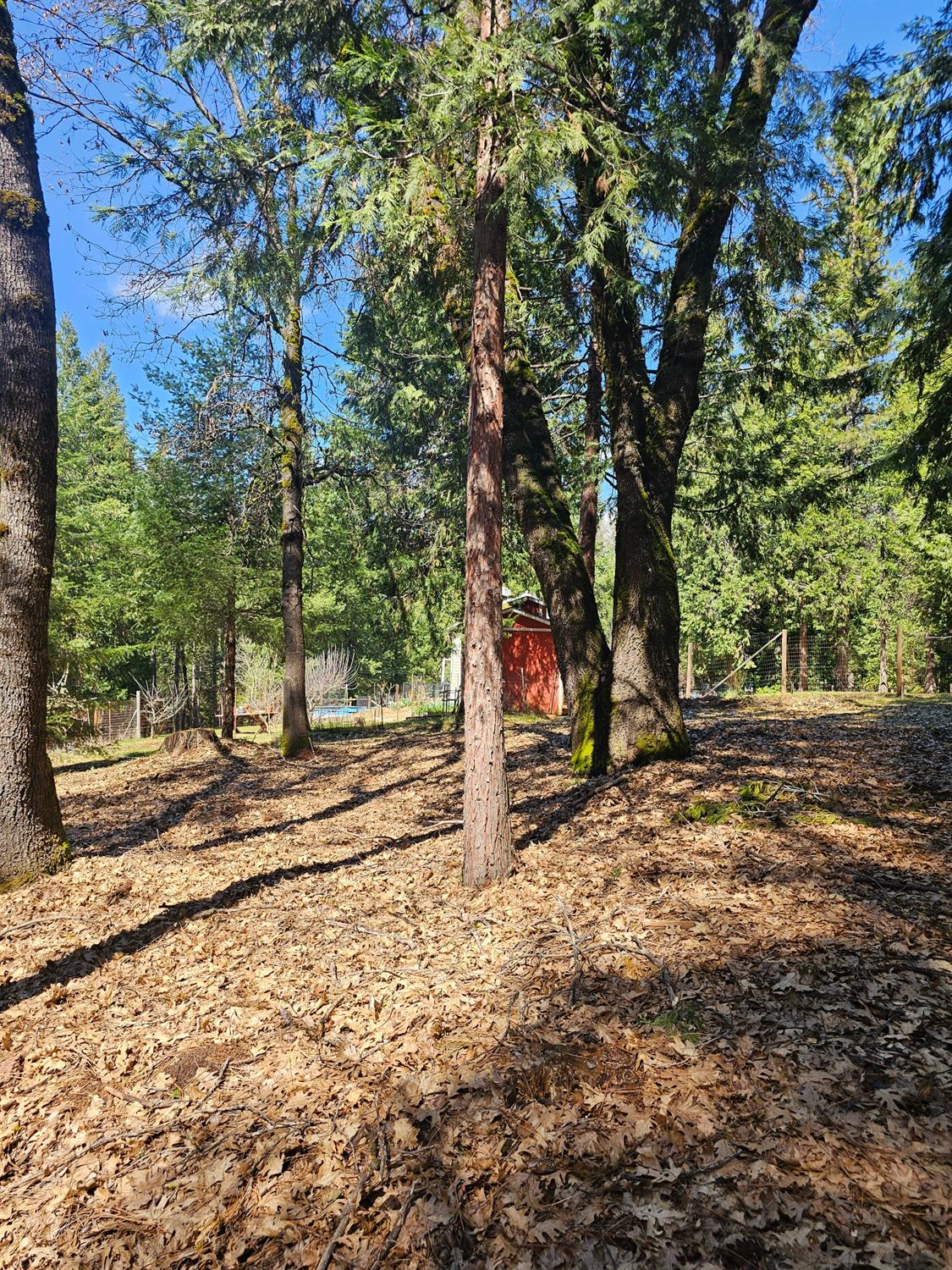 19344 Louis Road Grass Valley, CA 95945 - Photo 48 of 54 a view of a yard with plants and trees