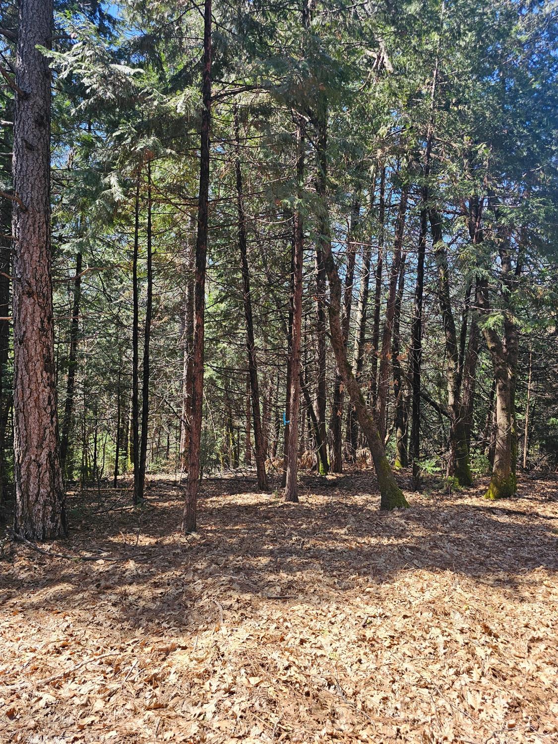 19344 Louis Road Grass Valley, CA 95945 - Photo 50 of 54 a view of outdoor space with deck