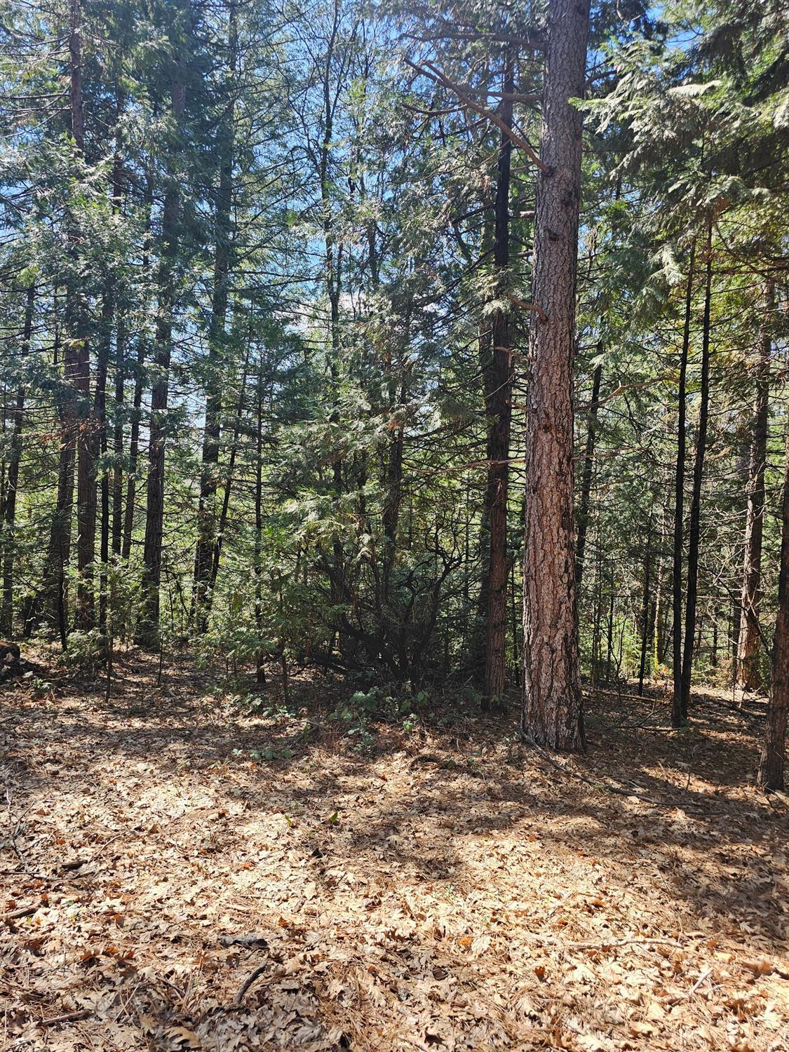 19344 Louis Road Grass Valley, CA 95945 - Photo 51 of 54 a view of a forest with trees