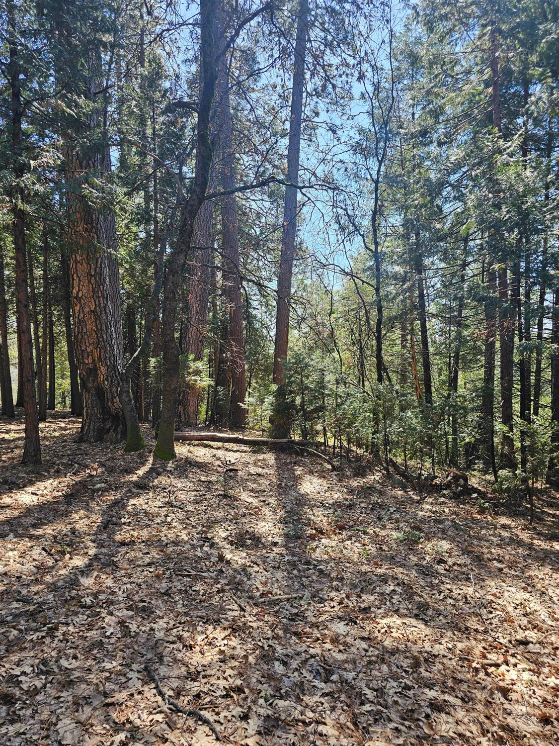19344 Louis Road Grass Valley, CA 95945 - Photo 52 of 54 a view of a forest with trees