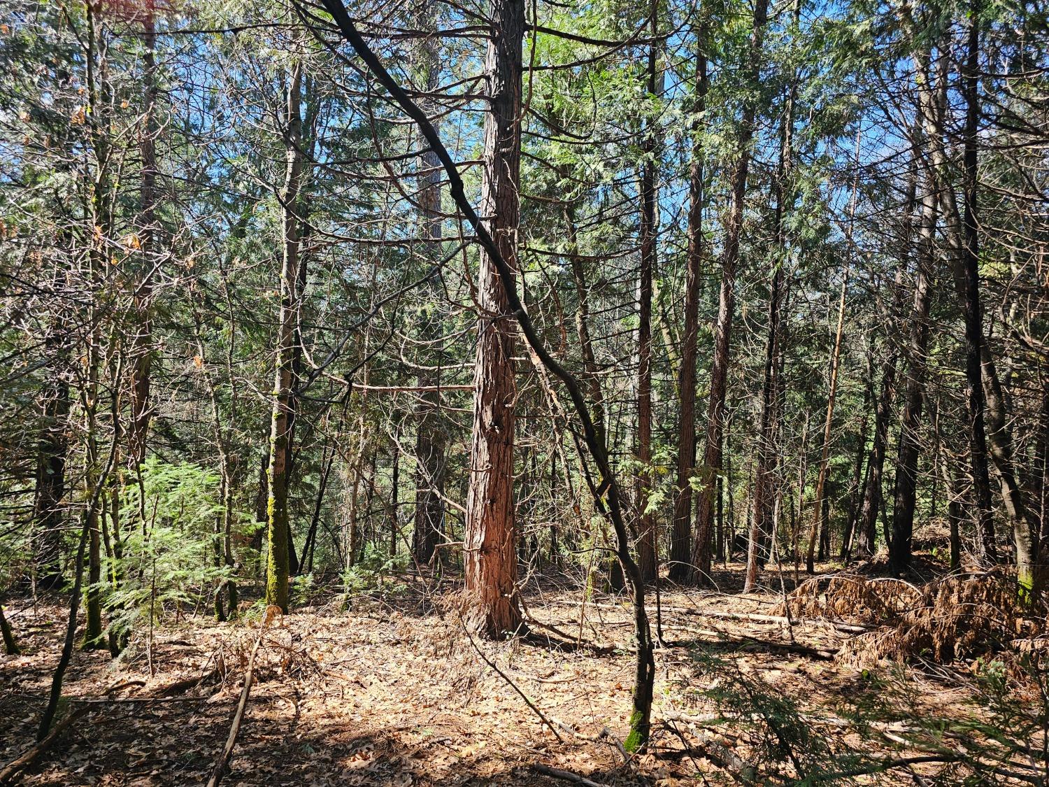19344 Louis Road Grass Valley, CA 95945 - Photo 53 of 54 a view of a forest filled with trees