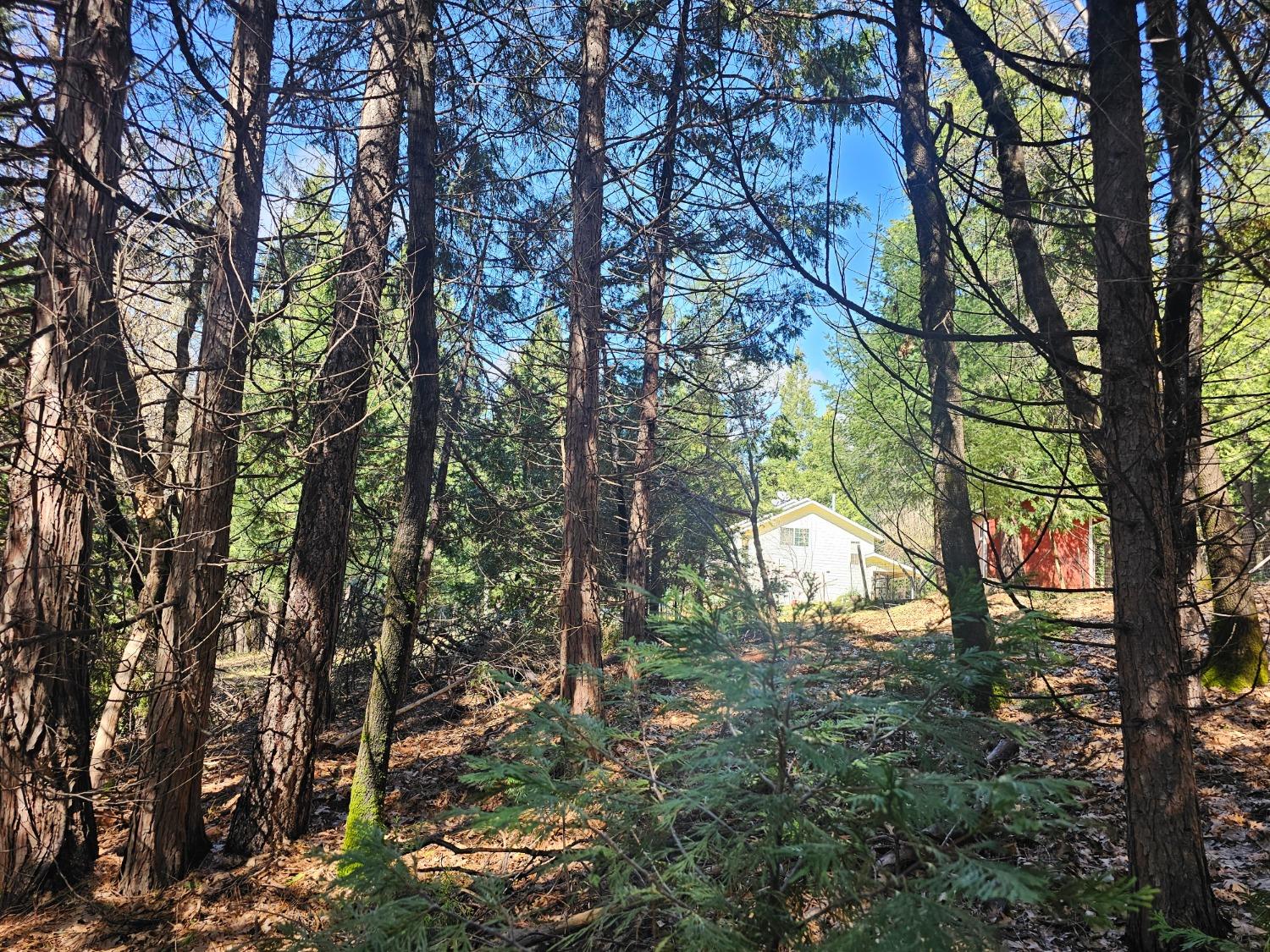 19344 Louis Road Grass Valley, CA 95945 - Photo 54 of 54