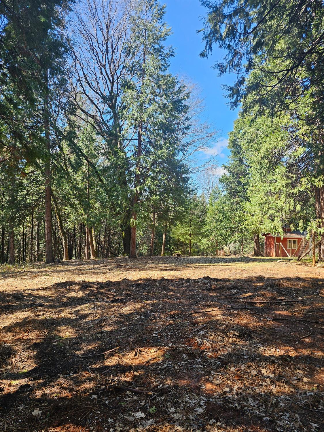19344 Louis Road Grass Valley, CA 95945 - Photo 6 of 54 a view of a big yard with trees