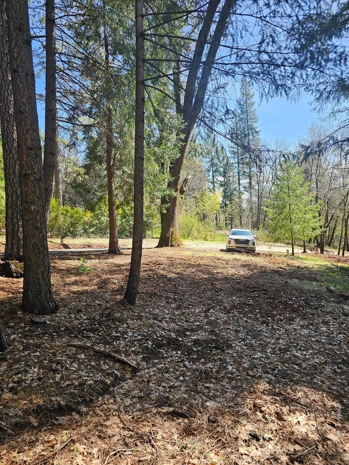19344 Louis Road Grass Valley, CA 95945 - Photo 7 of 54 a view of dirt yard with a tree