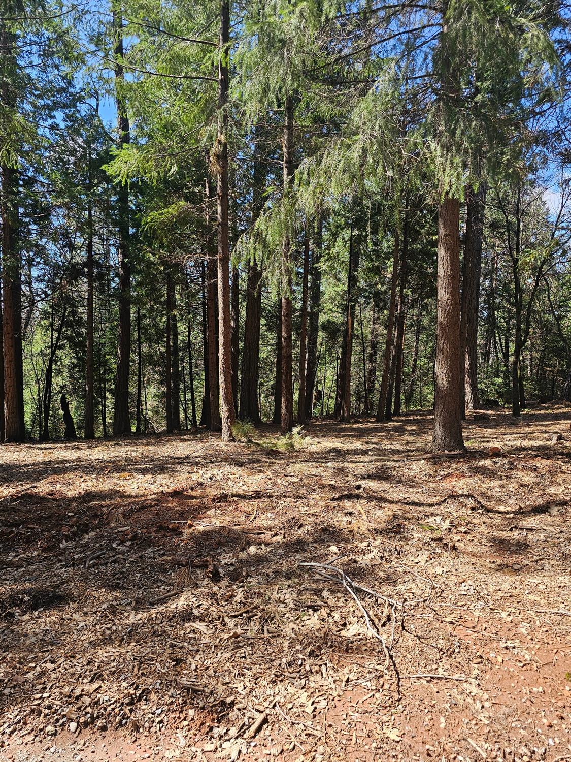 19344 Louis Road Grass Valley, CA 95945 - Photo 10 of 54 a view of outdoor space with trees