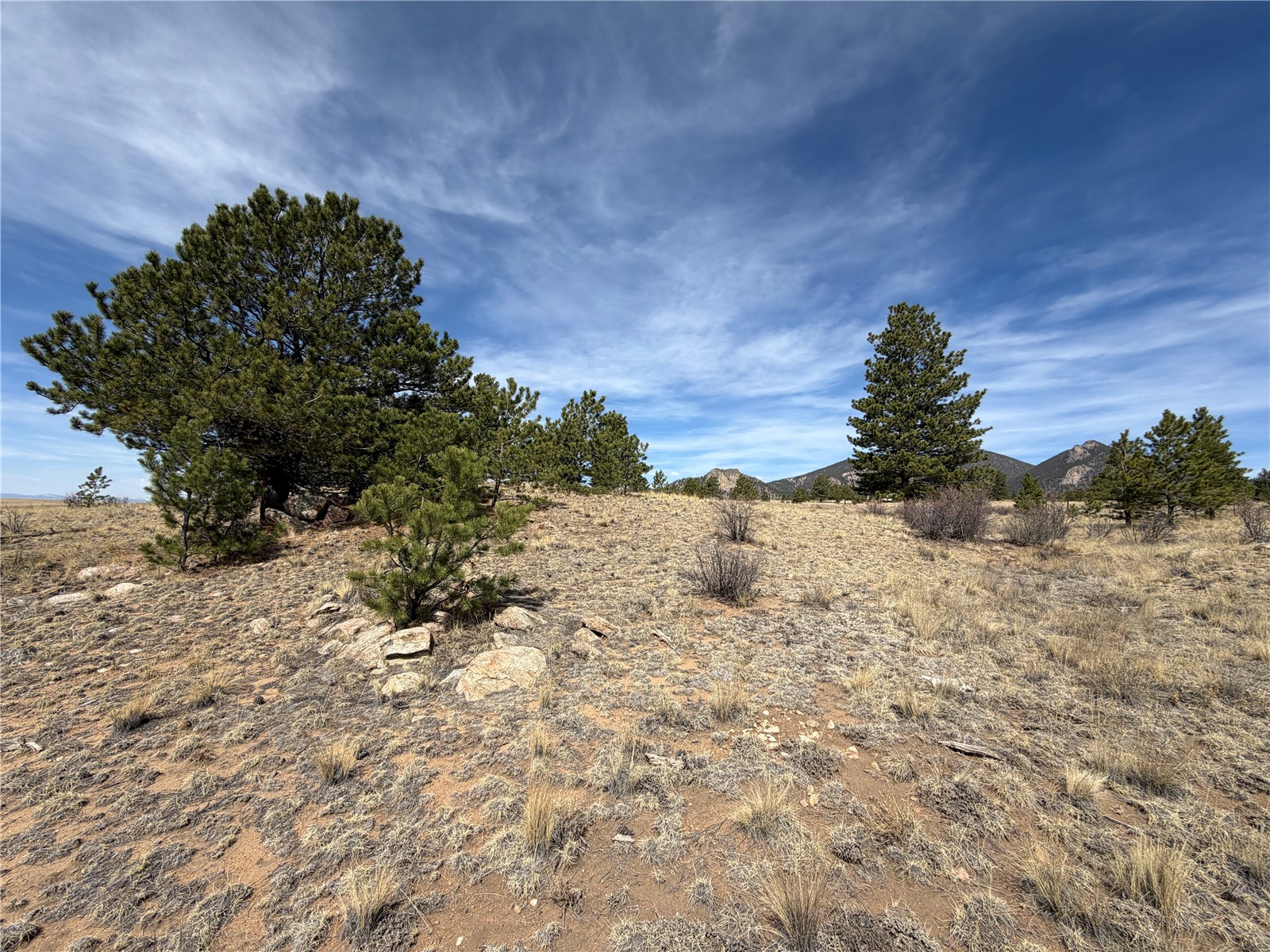 74 Craig Lane Lake George, CO 80827 - Photo 13 of 16 a view of a yard with a tree
