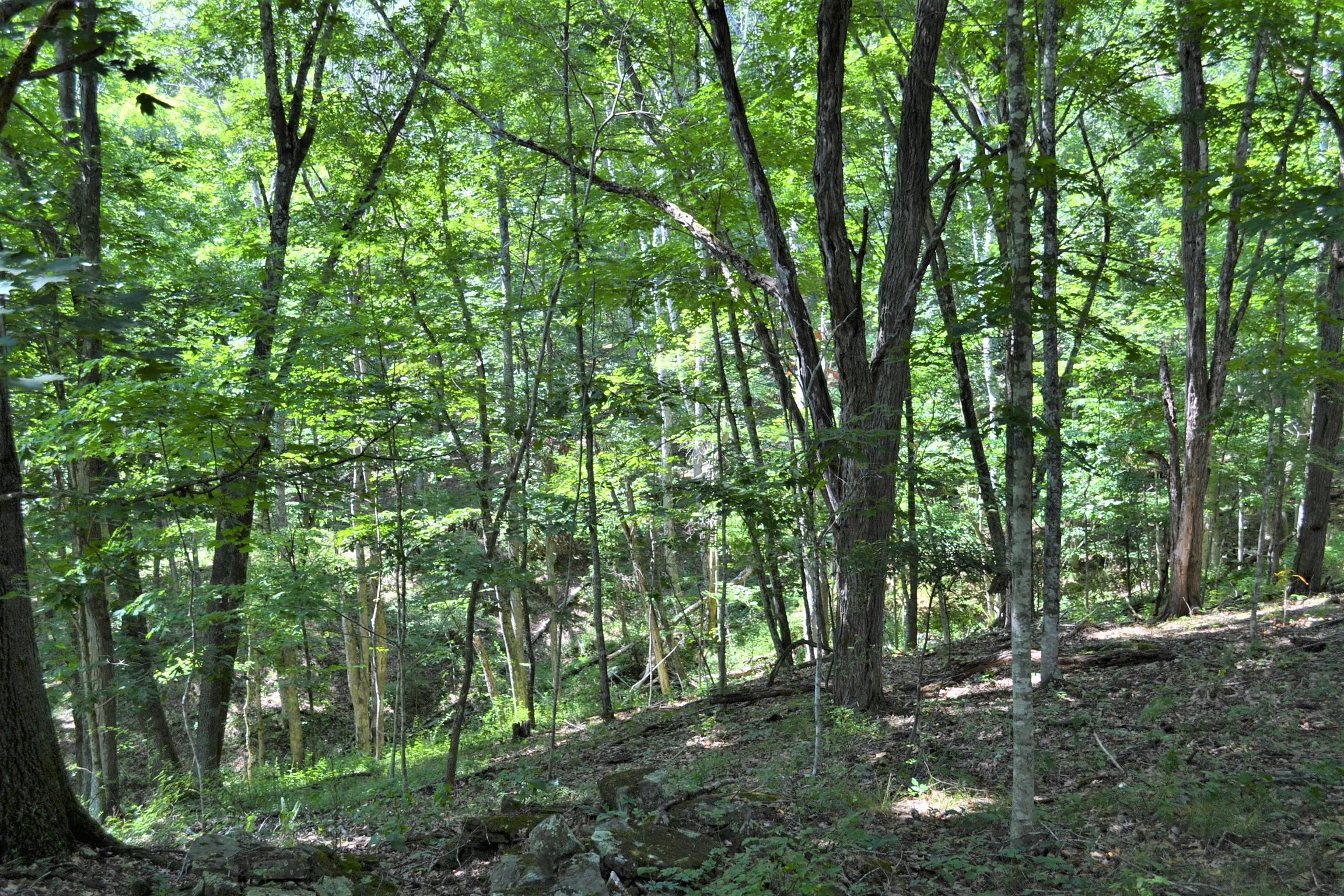 248 Somerset Farm Road Meadow Bridge, WV 25976 - Photo 75 of 98 Gallery Image 75