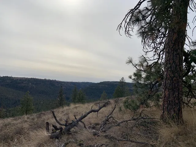 $92,500 | 31805 Ruffed Grouse Drive, Davenport, WA 99122