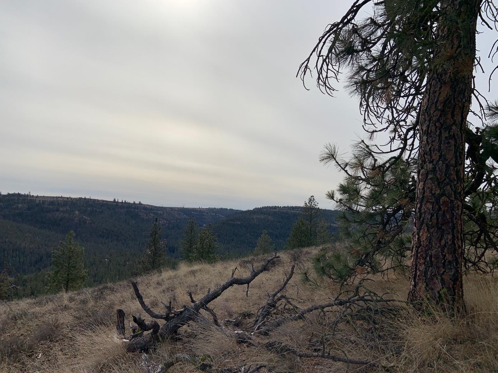 31805 Ruffed Grouse Drive Davenport, WA 99122 - Photo 13 of 29