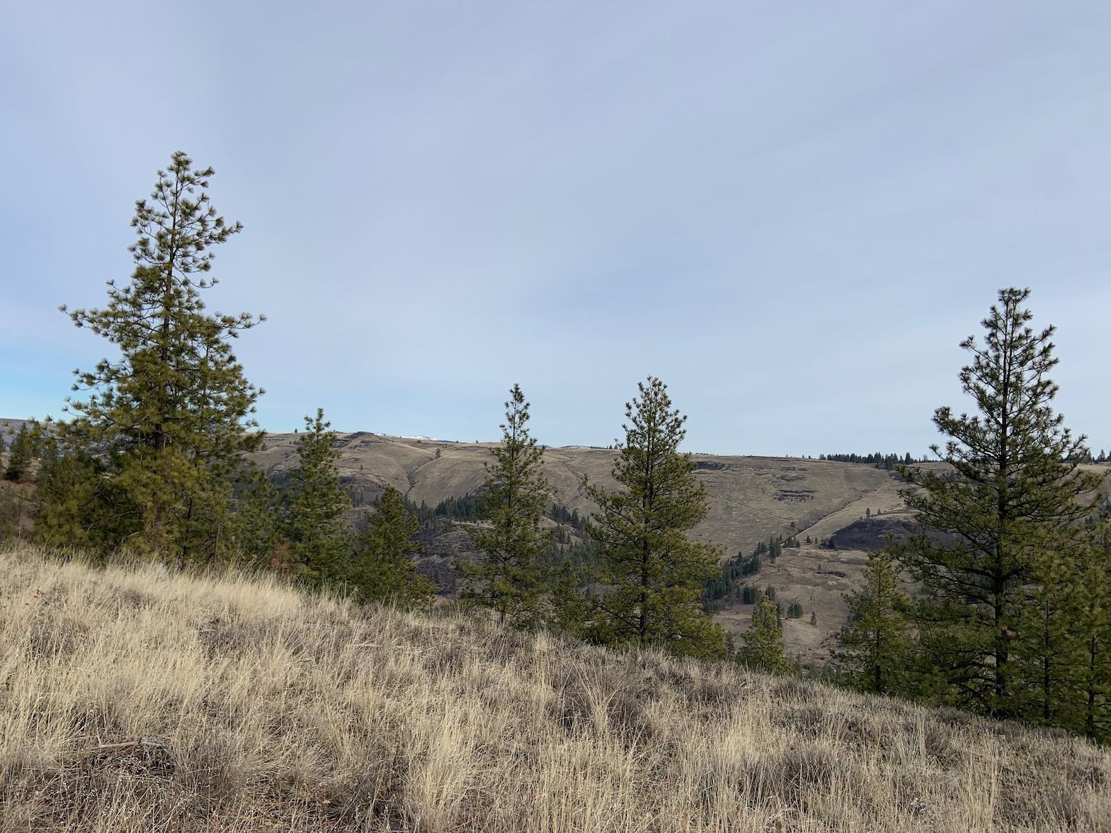 31805 Ruffed Grouse Drive Davenport, WA 99122 - Photo 15 of 29