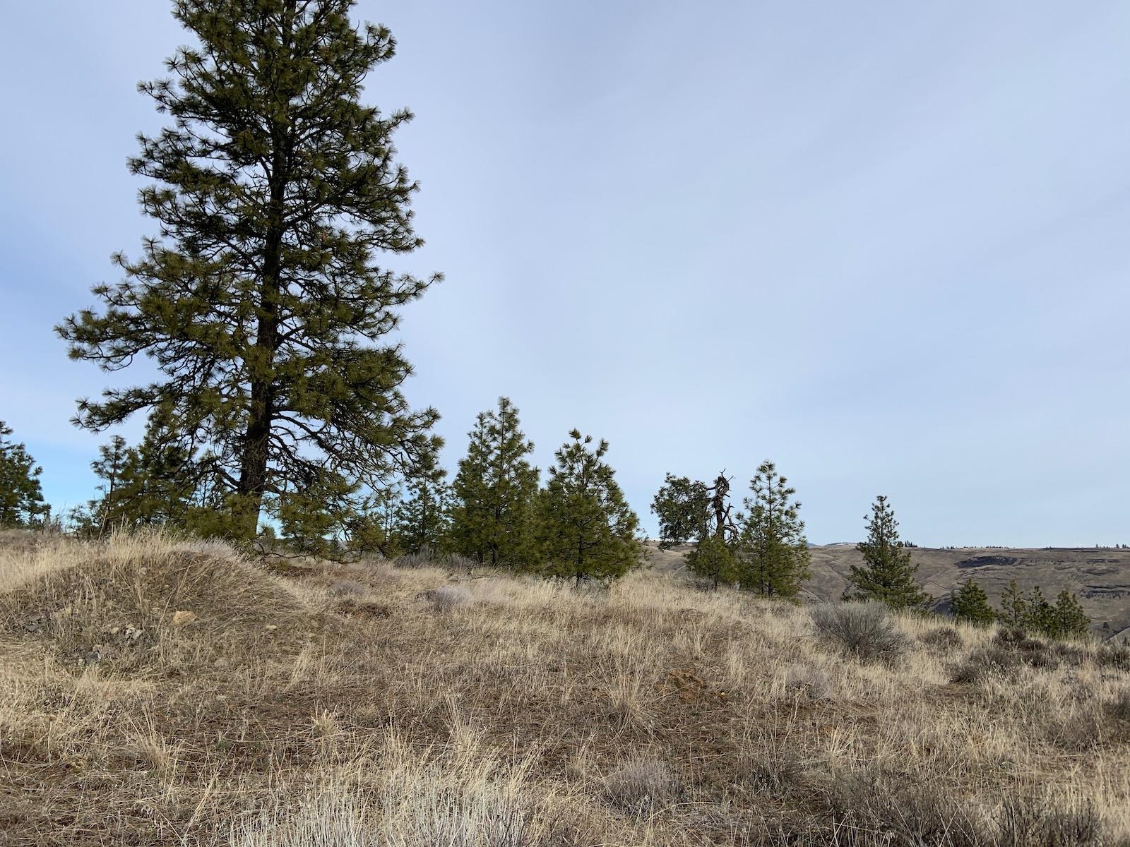 31805 Ruffed Grouse Drive Davenport, WA 99122 - Photo 8 of 29