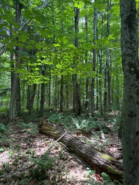 0 Co Road Newberry, MI 49868 - Photo 15 of 29 Gallery Image 15