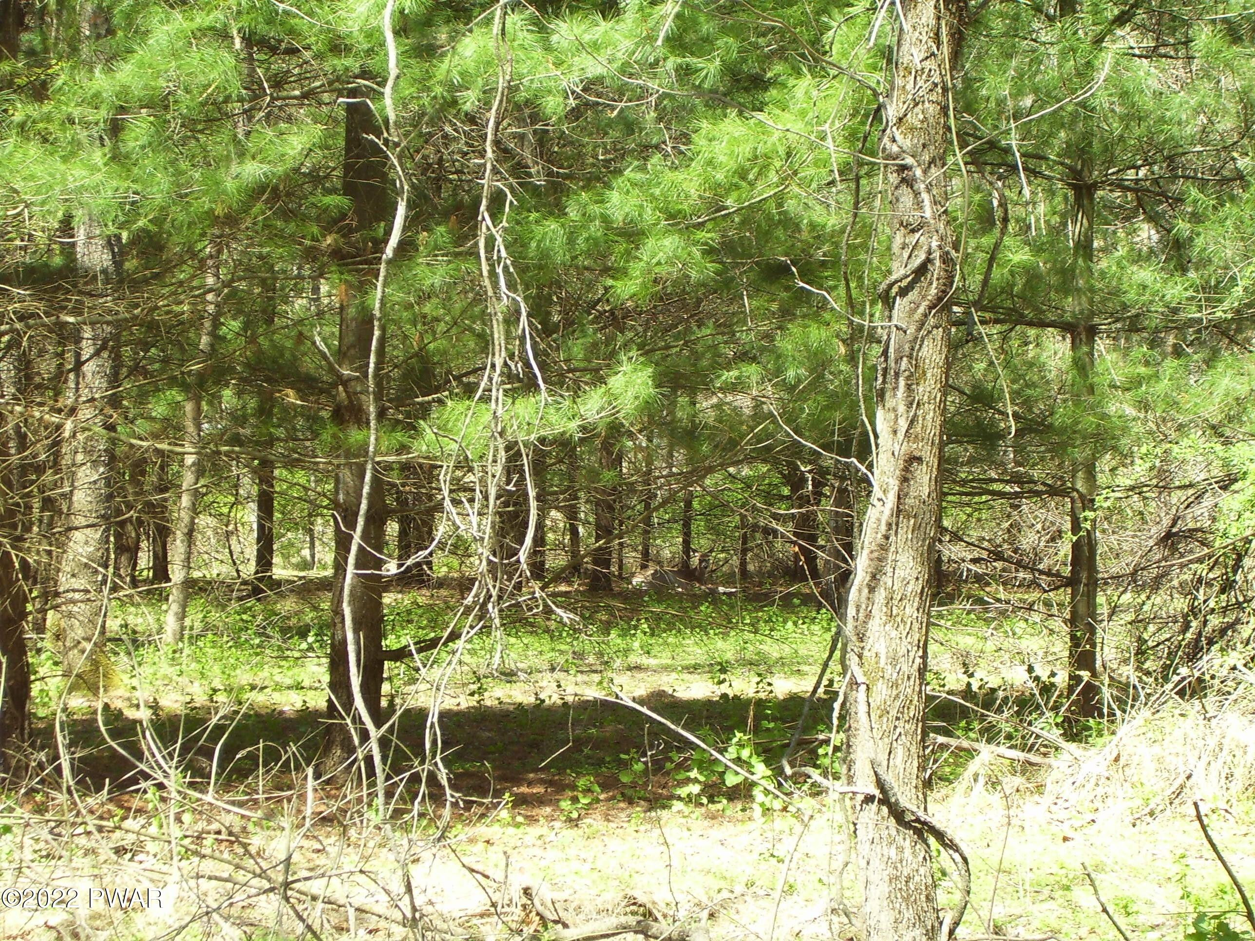 5 St Vincents Point Road Lackawaxen, PA 18435 - Photo 8 of 14