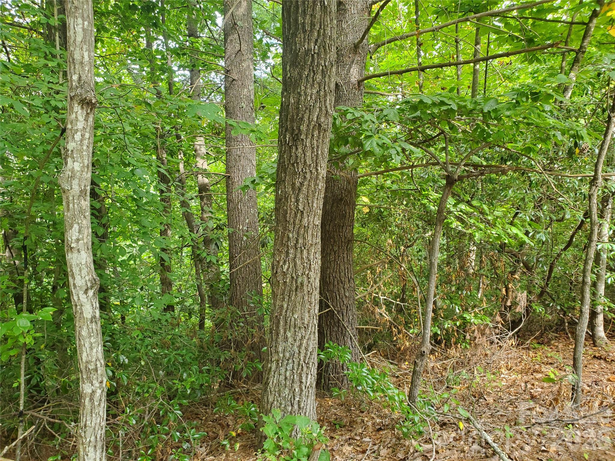 3024 Pearson Mountain Road Boomer, NC 28606 - Photo 22 of 39 Gallery Image 22