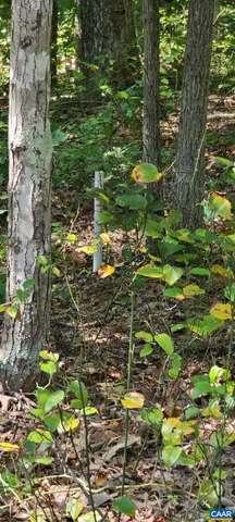 a view of outdoor space and trees