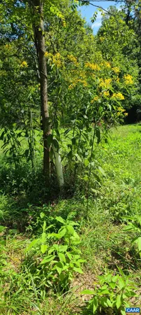a view of a field