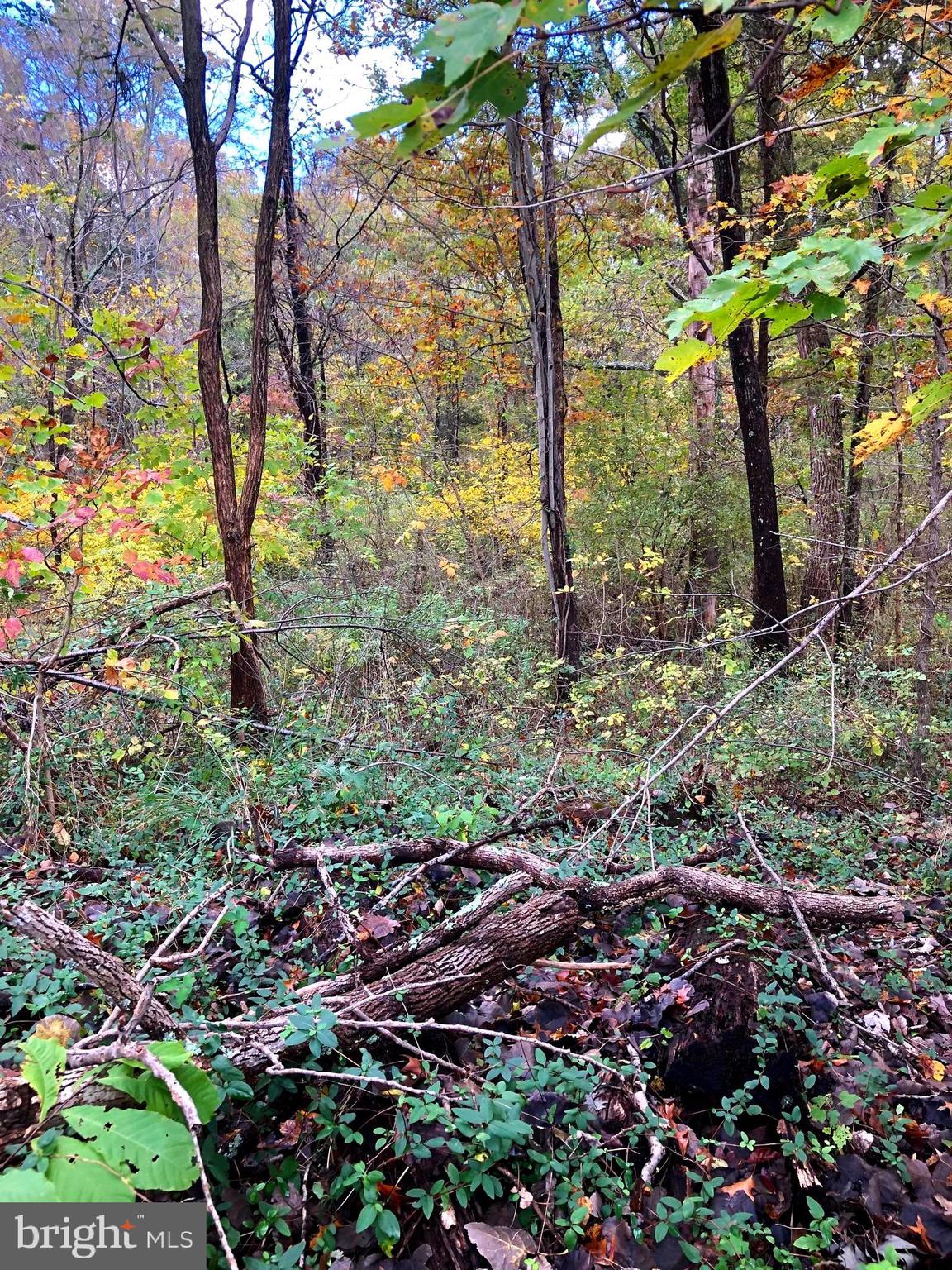 7607 Old Carolina Road Gainesville, VA 20155 - Photo 2 of 4 Property is wooded and beautiful