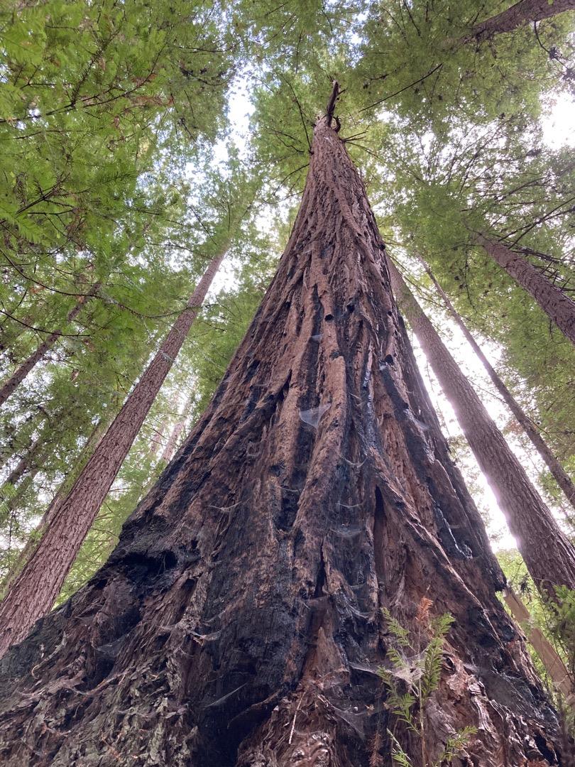 1800 Tucker Road Scotts Valley, CA 95066 - Photo 8 of 33 a view of trees