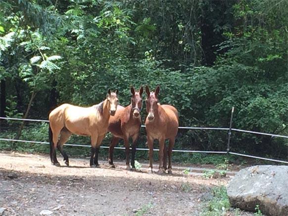 1800 Tucker Road Scotts Valley, CA 95066 - Photo 9 of 33 a view of large yard and large trees
